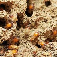 There are two types general types of termites to watch out for: Drywood and Subterranean.  Four "castes" of a termite colony: workers are approximately 1/4-inch long, light-colored and wingless; soldiers have elongated heads with mandibles; supplementary reproductives are light-colored and wingless or have very short, nonfunctional wings.  Since termites are a constant threat to your home, here are some things you can do during the year to help maintain the effectiveness of Western's termite treatment plan.