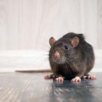 How to Get Rid of Roof Rats in Attics, Ceilings, and Walls for Homeowners in Utah