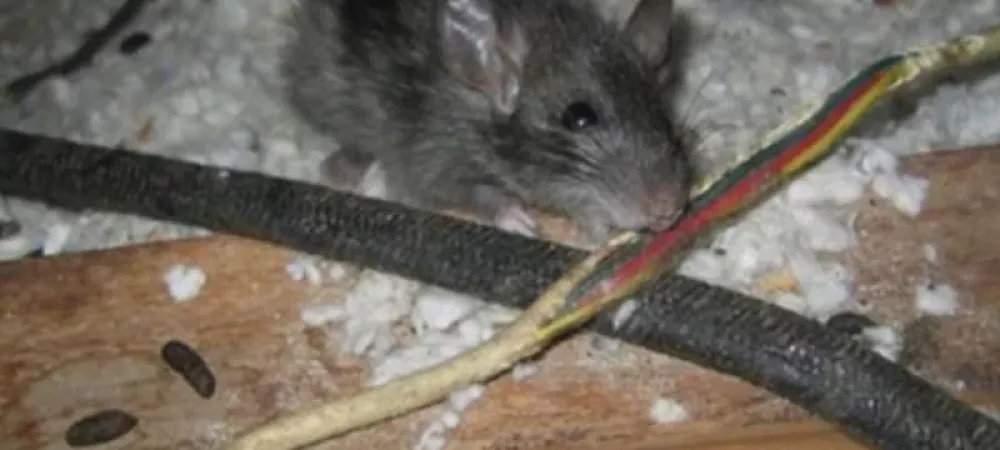 Rodents in Utah: The Truth
