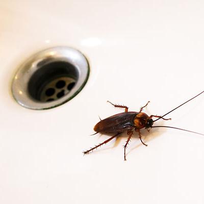 Types of Cockroaches in Utah