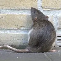 How to Identify and Prevent Rodent Infestations in Utah Homes