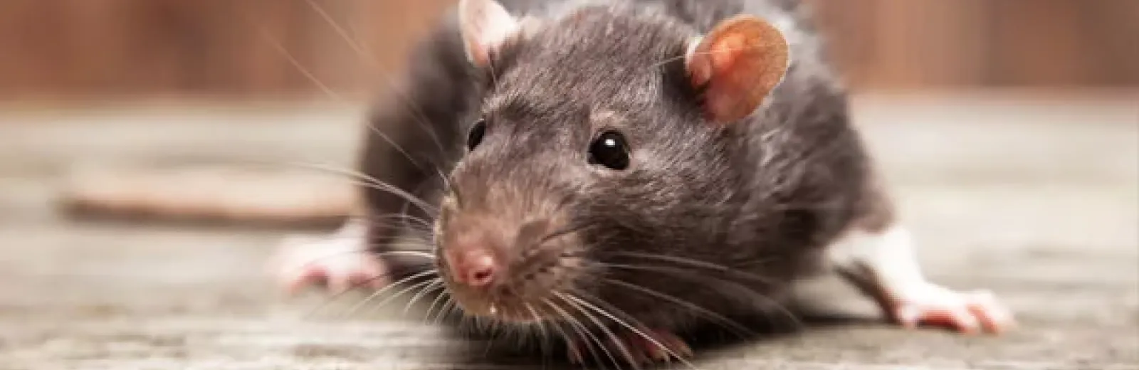 Rodent Control