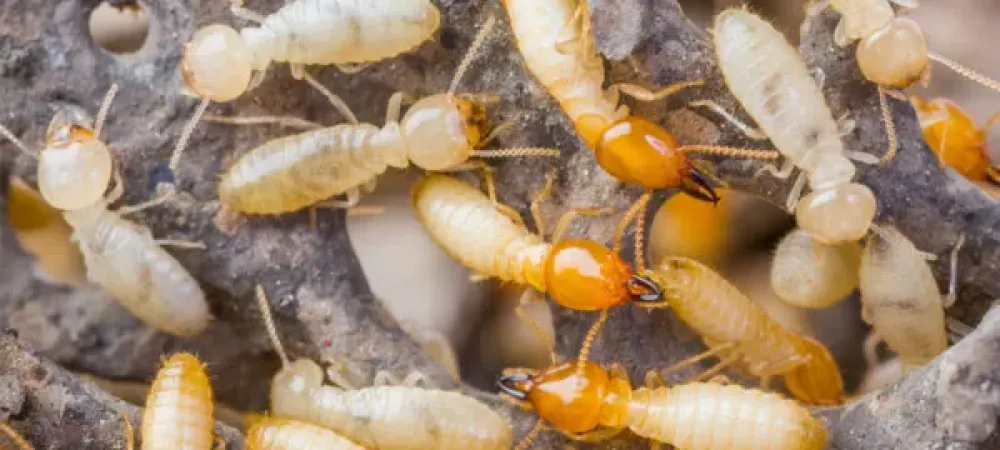 Termite Control