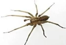 Hobo spider