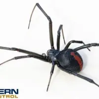 black-widow