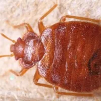 bed-bug-in-st-george-utah