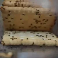 ants on crackers