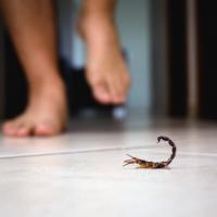 Scorpion in someone's house
