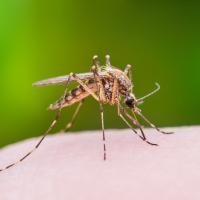 mosquito on human skin
