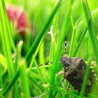 sting bug in between blades of grass