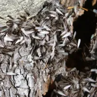 termites vs swarming ants