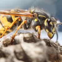 Wasp