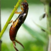 Earwig 