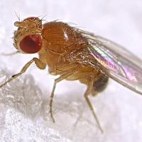fruit fly