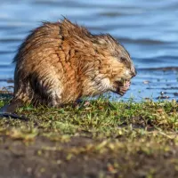 muskrat