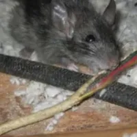 rat-chewing-on-wiring-in-st-george