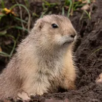 Gopher destroying lawn