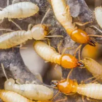 Termites on wood