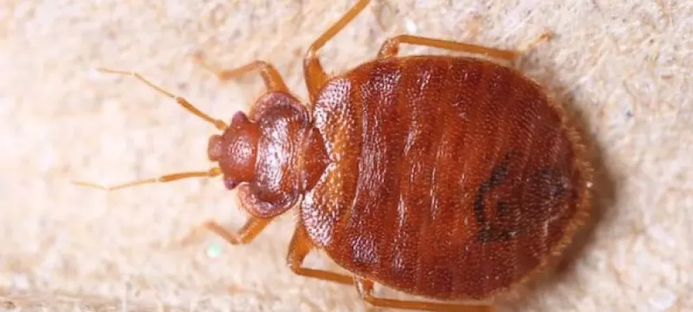 bed-bug-in-st-george-utah