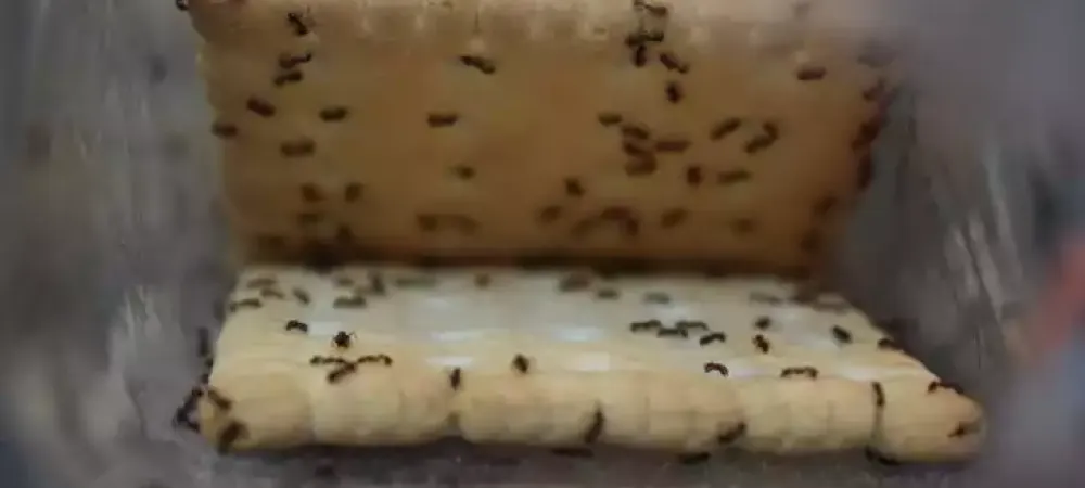 ants on crackers