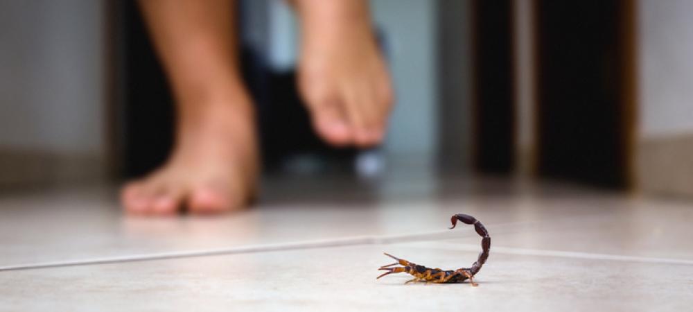 Scorpion in someone's house
