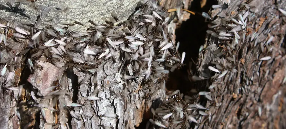 termites vs swarming ants