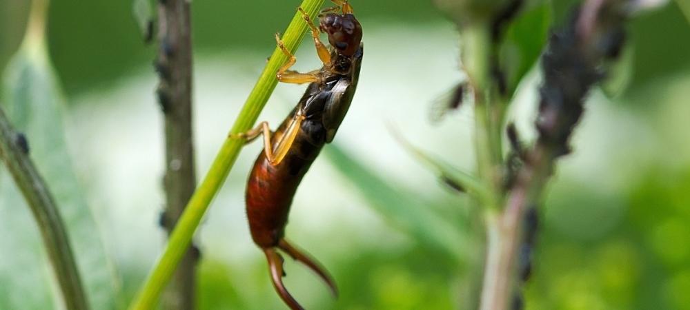 Earwig