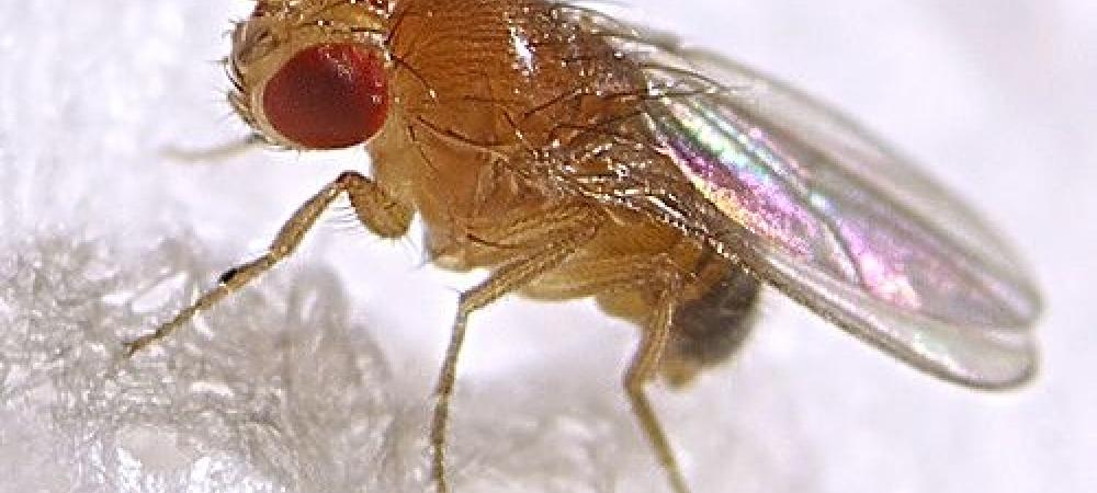 fruit fly