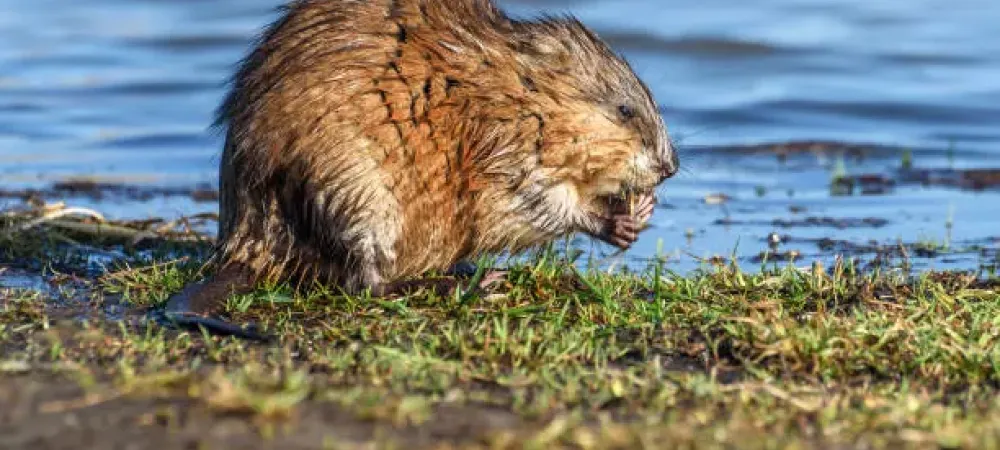 muskrat