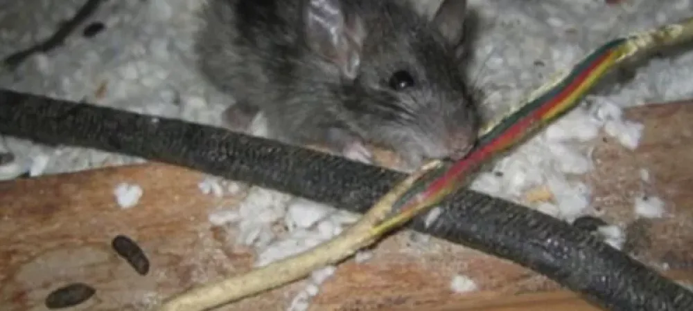 rat-chewing-on-wiring-in-st-george