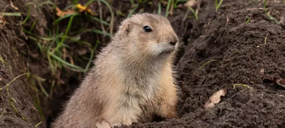 Gopher destroying lawn