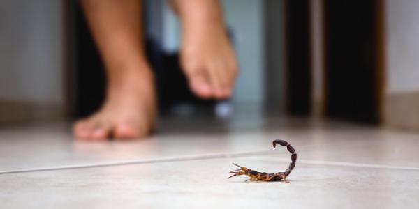 Scorpion in someone's house