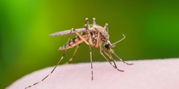 mosquito on human skin