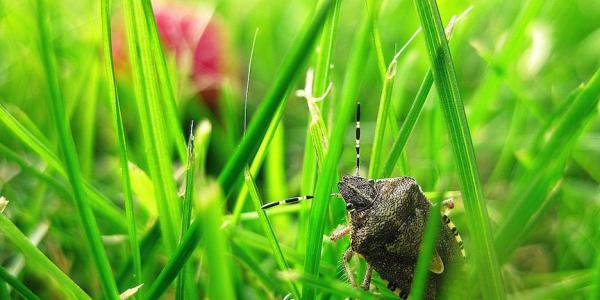 sting bug in between blades of grass
