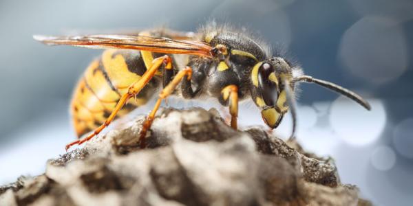 Wasp