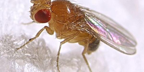 fruit fly