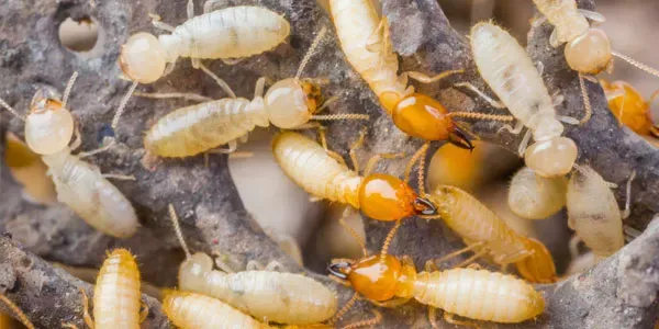 Termites on wood