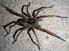 Wold spider