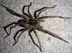 Wold spider